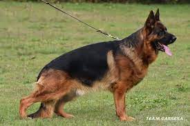 Ares Grunemont